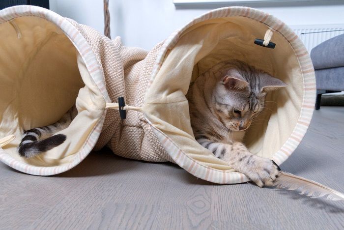 Le chat tacheté argenté du Bengal joue dans le tunnel