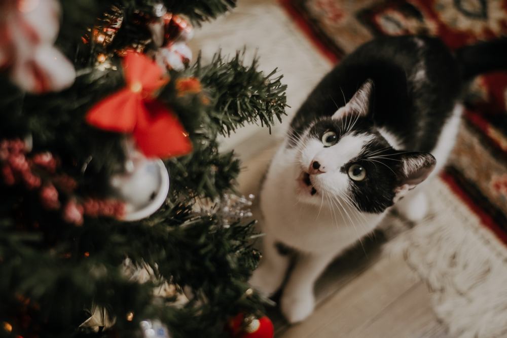 Chat noir et blanc regardant un sapin de Noël décoré