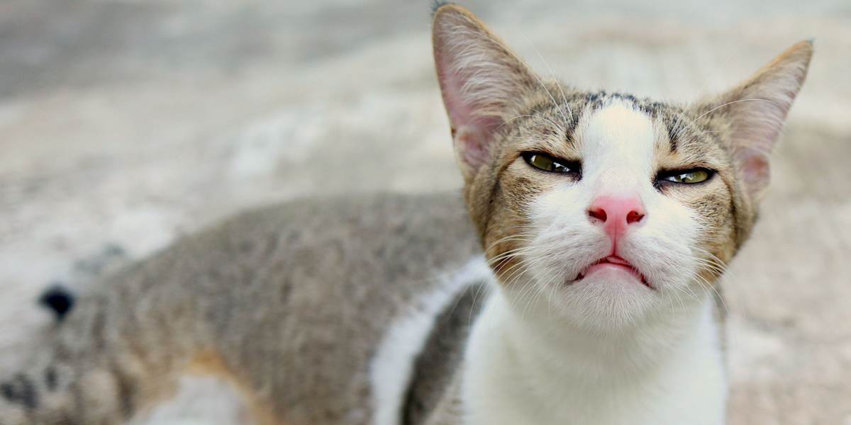 Une image abordant la présence d'une infection à Bordetella chez les chats