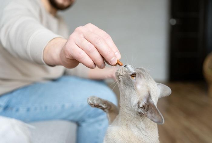 Un chat birman reçoit des friandises