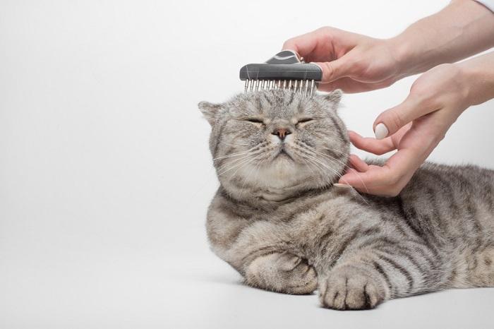 Un chat écossais avec un pelage distinctif qui est méticuleusement toiletté.