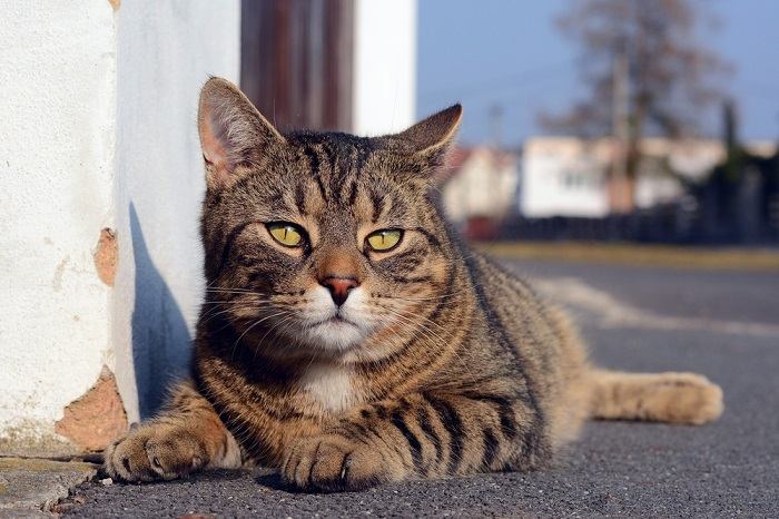 Joli chat gris couché dans la rue