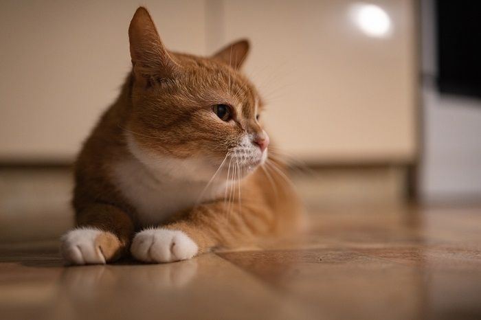 Chat domestique roux dans une pièce avec une lumière tamisée