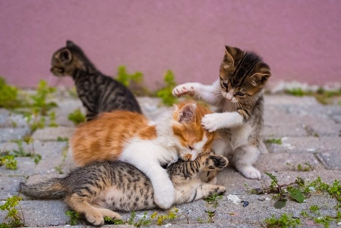 Un groupe de quatre petits chatons jouent dans la rue