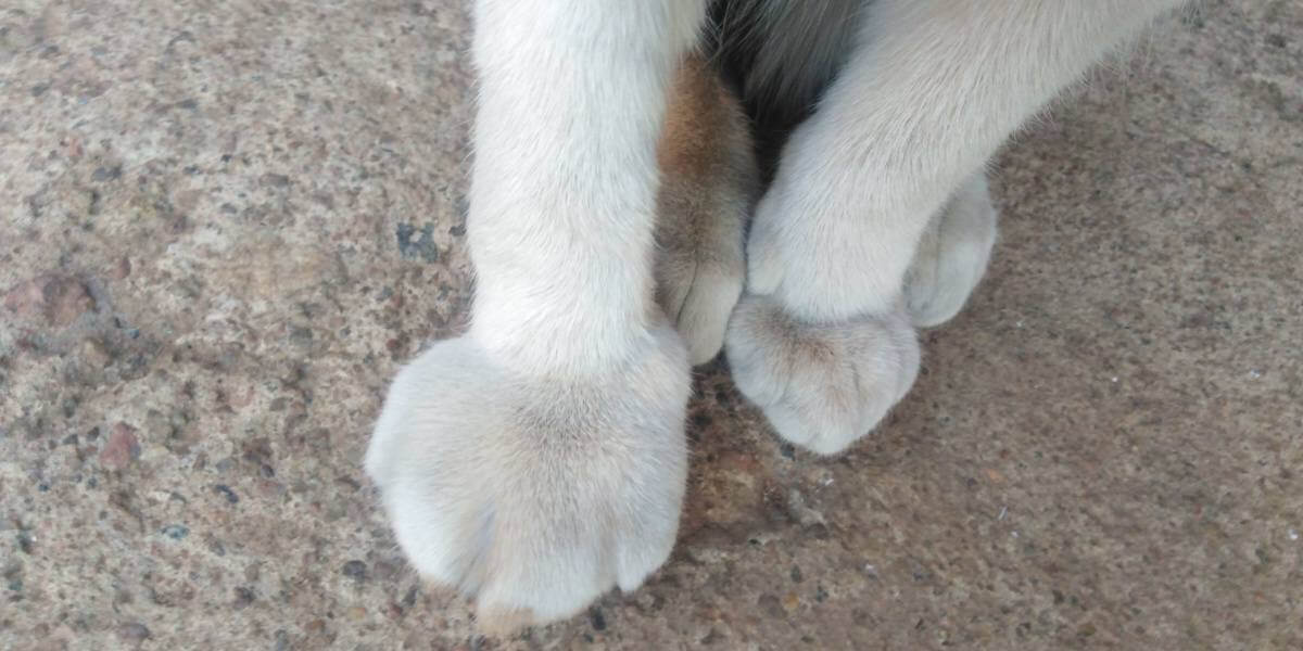 Chaton avec la patte droite gonflée