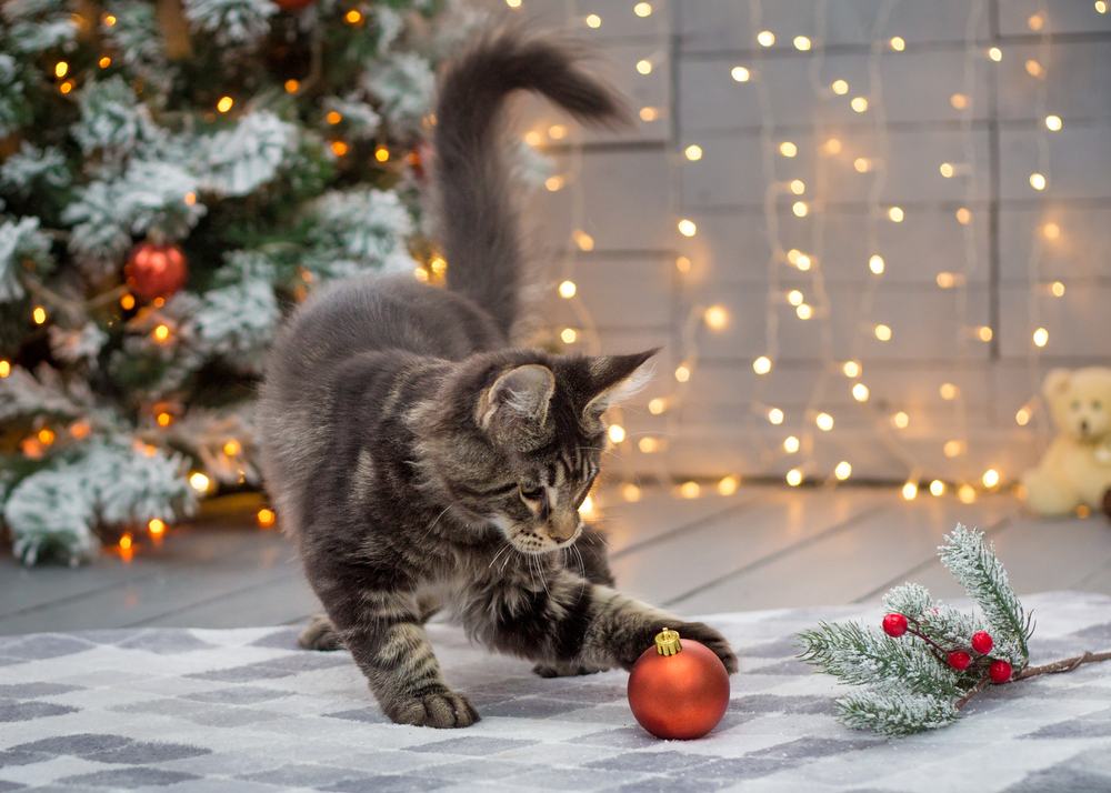 Un chaton Maine Coon frappe une décoration de Noël devant un sapin de Noël