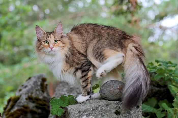 Chat des forêts norvégiennes