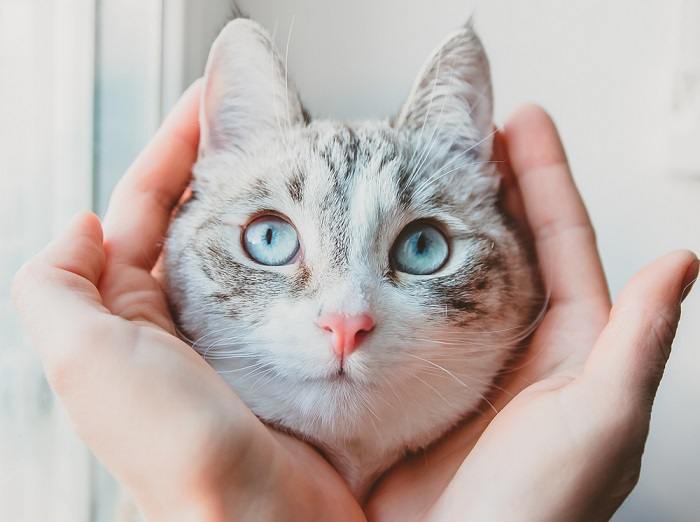 Chat siamois gracieux reposant sur la paume d'une femme