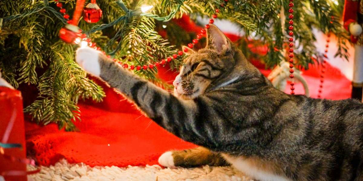 Chat tigré frappant une cloche suspendue sous le sapin de Noël