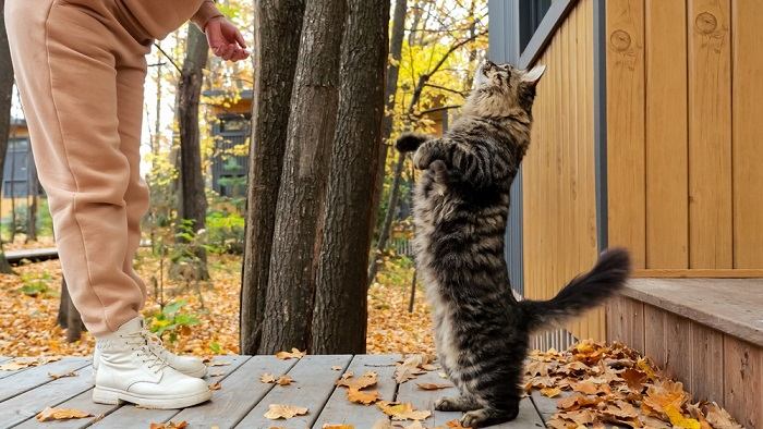 Une femme joue avec un chat tigré dans la cour