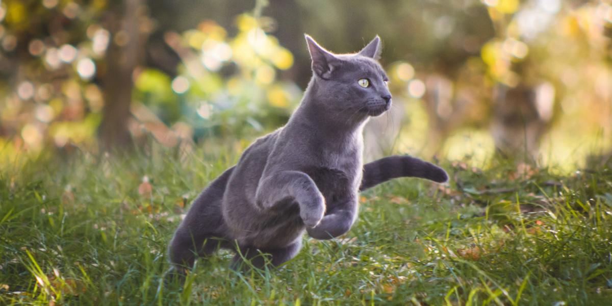 Un chat bleu russe qui court avec énergie.