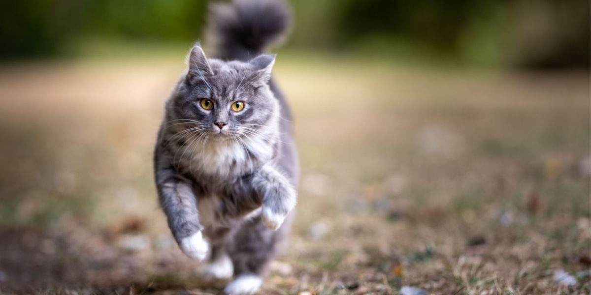 Une image capturant l'énergie et l'enthousiasme d'un chat tigré bleu en mouvement