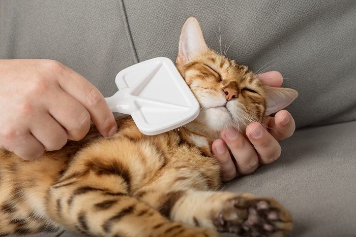 Une personne brosse doucement la fourrure d'un chat satisfait.