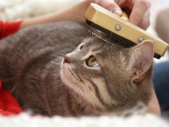 An individual gently brushes a cat's fur with a specialized pet grooming brush, removing loose hair and creating a bonding moment between the person and the contentedly purring cat.