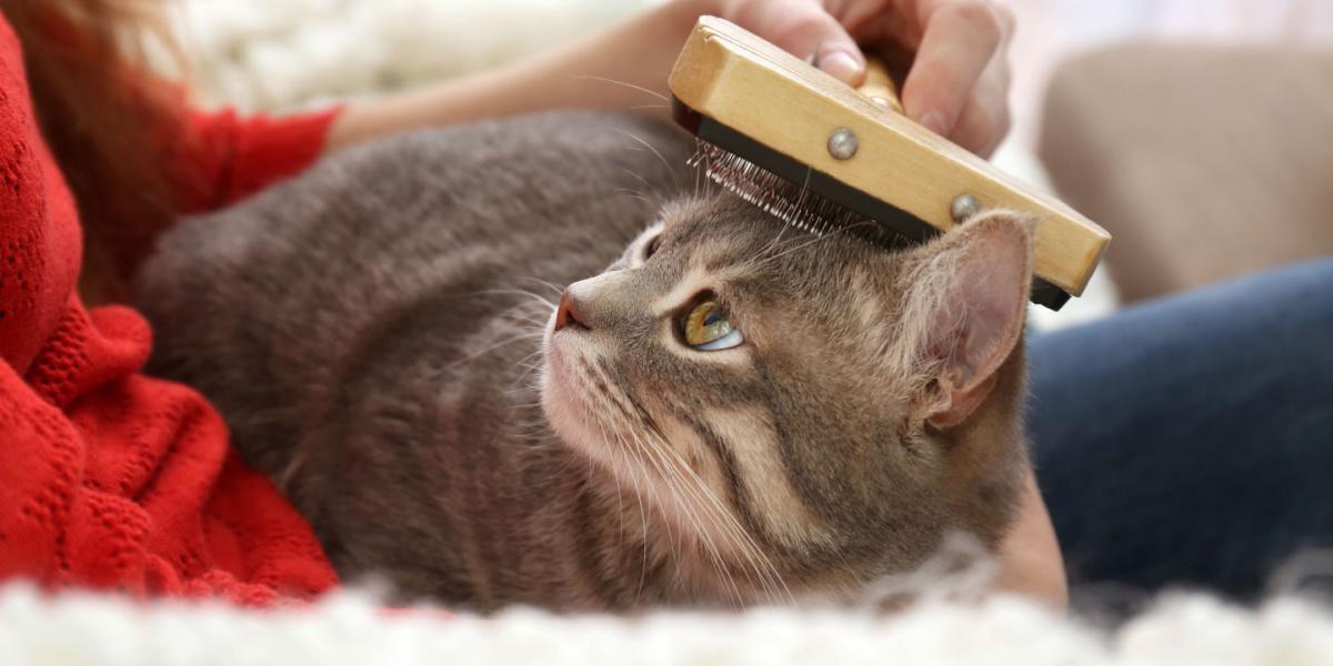 Une personne brosse doucement la fourrure d'un chat avec une brosse de toilettage spécialisée pour animaux de compagnie, éliminant les poils perdus et créant un moment de lien entre la personne et le chat qui ronronne de contentement.