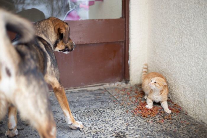 Une image attachante capturant la camaraderie entre un chat et un chien.