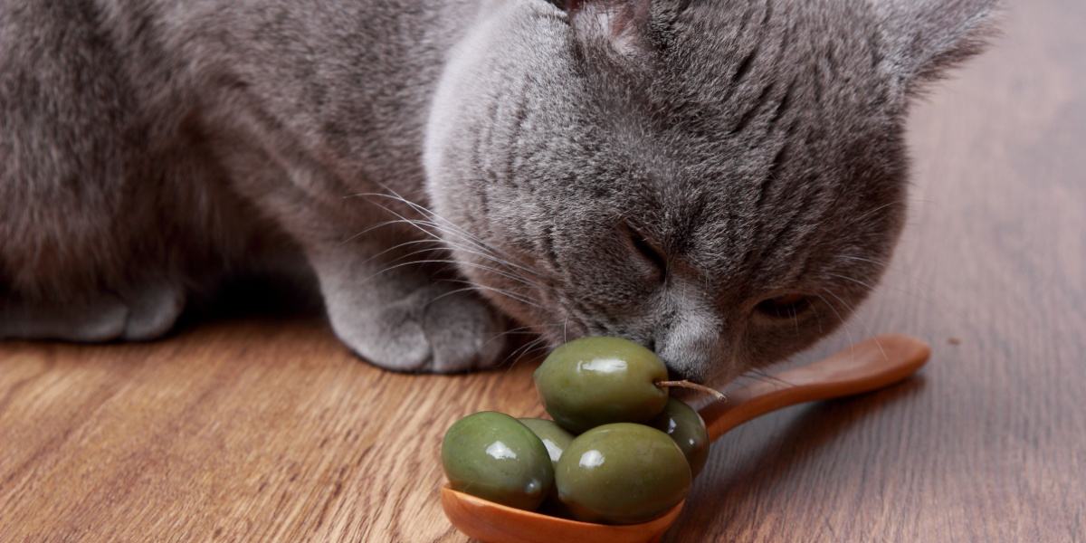 chat sentant des olives dans une cuillère