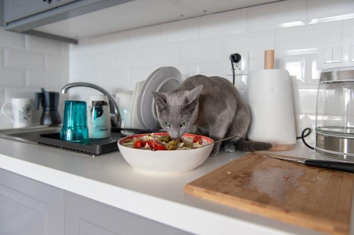 chat mangeant des olives en salade