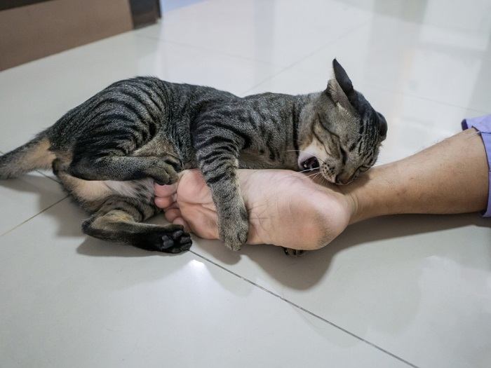 chat mordant les pieds de son propriétaire