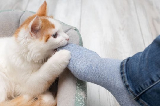 Pourquoi mon chat me mord les pieds ?
