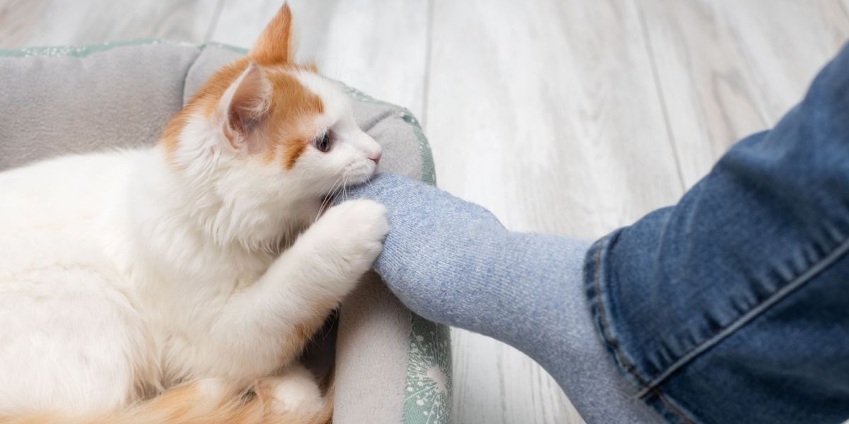 chaussettes qui mordent le chat