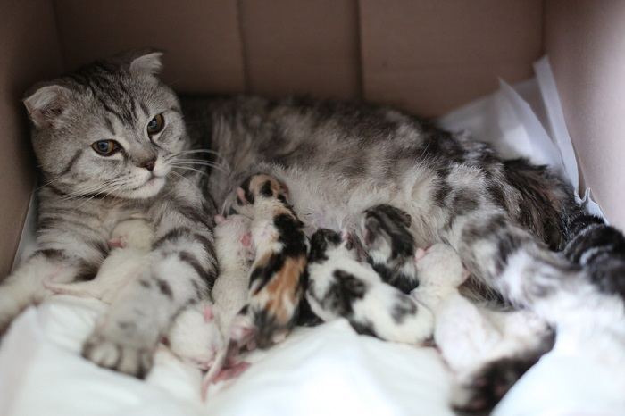 Une chatte allaitant ses chatons, mettant en évidence les soins maternels et le comportement nourrissant des mères félines.