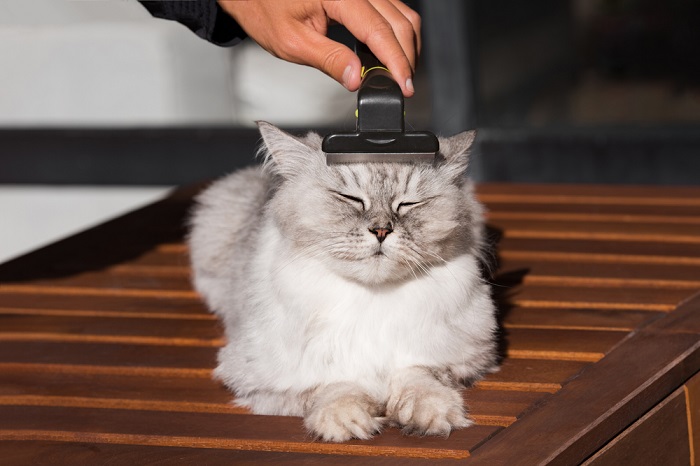 Un adorable chat avec une fourrure blanche et brune duveteuse brossée doucement par une personne.