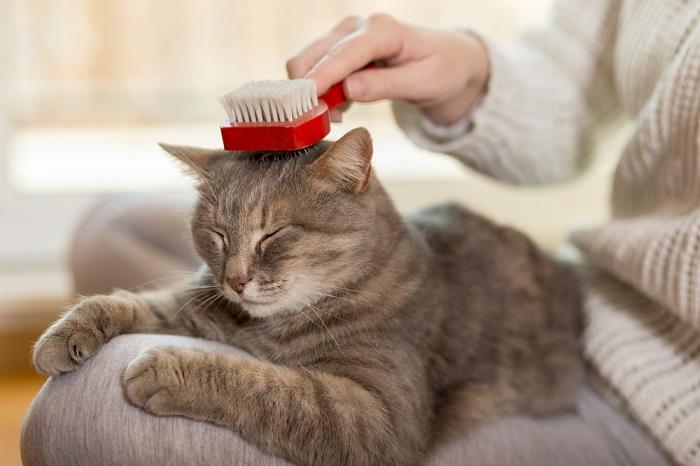 Une image en gros plan d'un chat gris serein brossé par une main humaine.