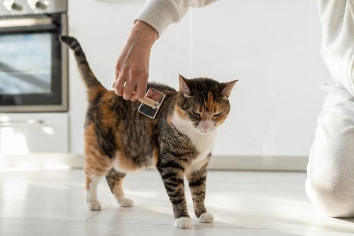 Un moment affectueux capturé dans l'image, où une personne brosse doucement la fourrure d'un chat tigré orange duveteux.