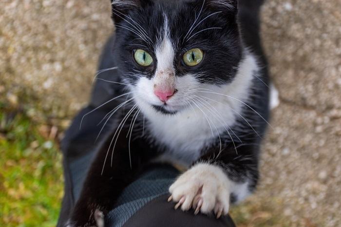 chat regardant le propriétaire