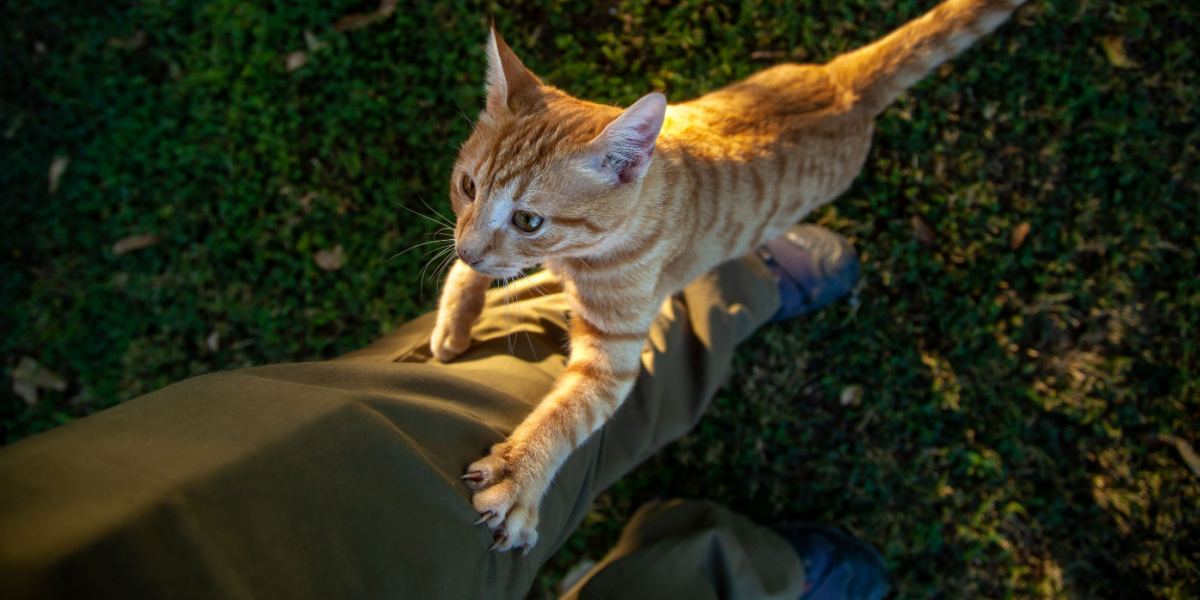 Chat grimpant comme un arbre