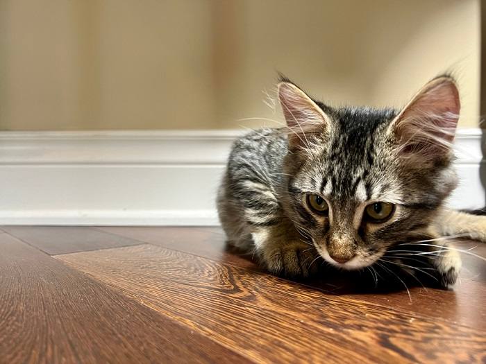 Position des oreilles du chat vers le haut