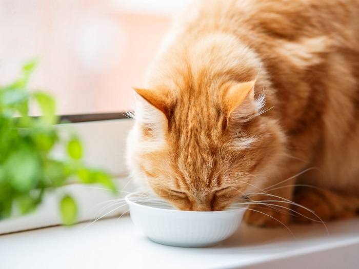 chat mangeant dans un bol