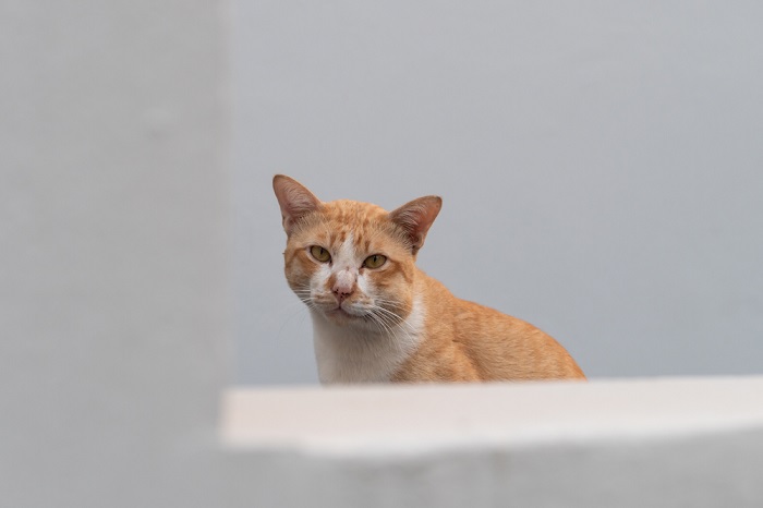 visage de chat gonflé