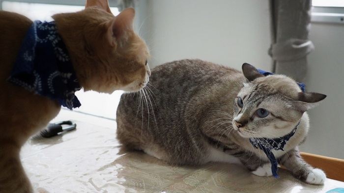 Image de deux chats impliqués dans une bagarre.