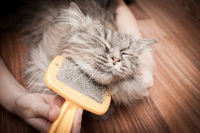 chat gris engagé dans une séance de toilettage.