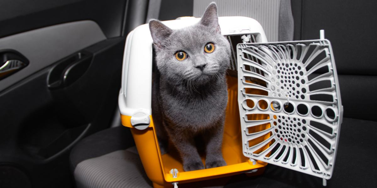 Un chat dans une cage de transport, une méthode courante pour transporter en toute sécurité des compagnons félins lors de voyages ou de visites chez le vétérinaire.