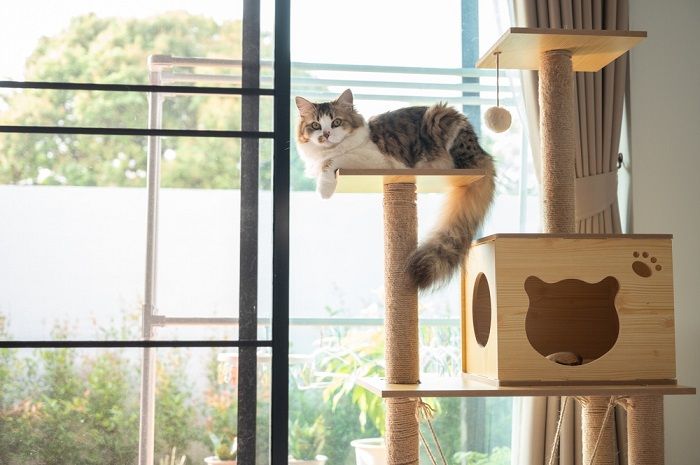 chat dans l'arbre à chat