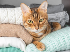 An image featuring a cat comfortably nestled within a closet. The scene captures the cat's cozy hideaway choice, underscoring its tendency to seek out snug and secure spots for relaxation.