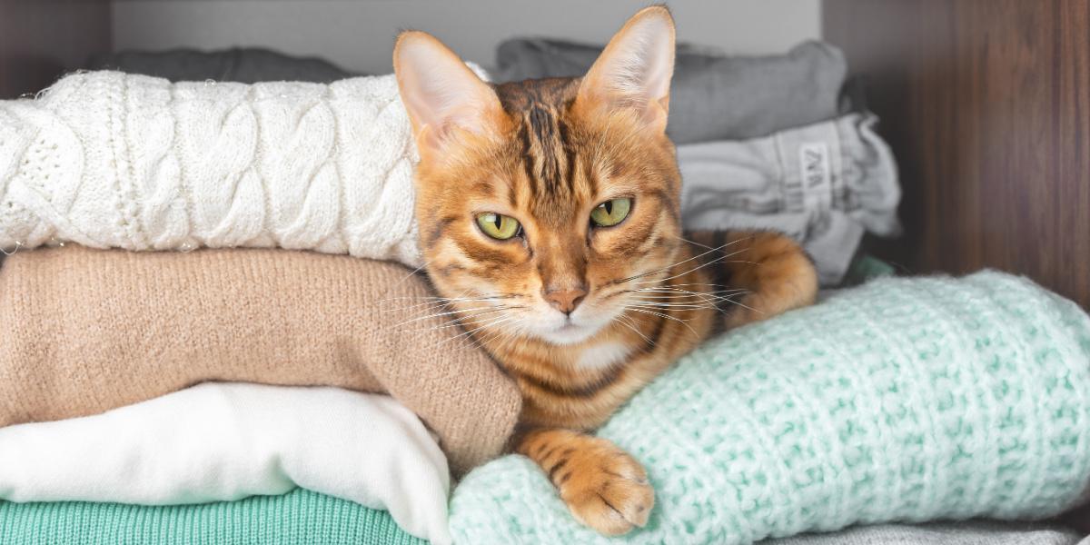 Une image représentant un chat confortablement installé dans un placard. La scène illustre le choix du chat de se cacher confortablement, soulignant sa tendance à rechercher des endroits confortables et sûrs pour se détendre.