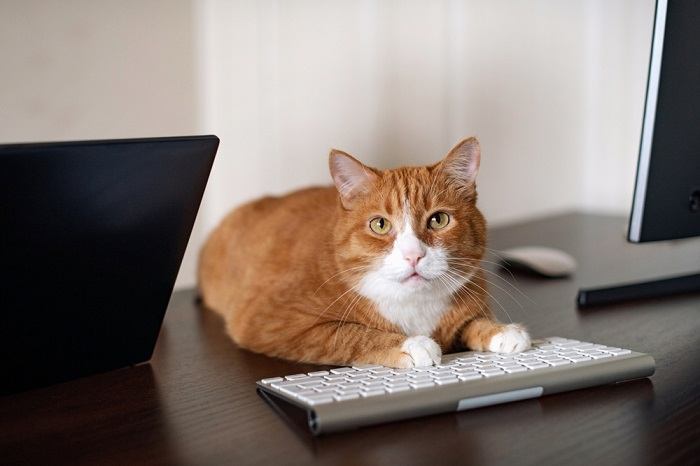 La curiosité féline s'exprime alors qu'un chat occupe avec confiance un groupe de claviers d'ordinateur.