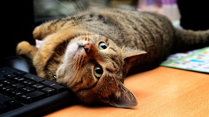 Chat joueur immergé dans une jungle de claviers d'ordinateur, soulignant encore plus son affinité pour les lieux de repos non conventionnels.