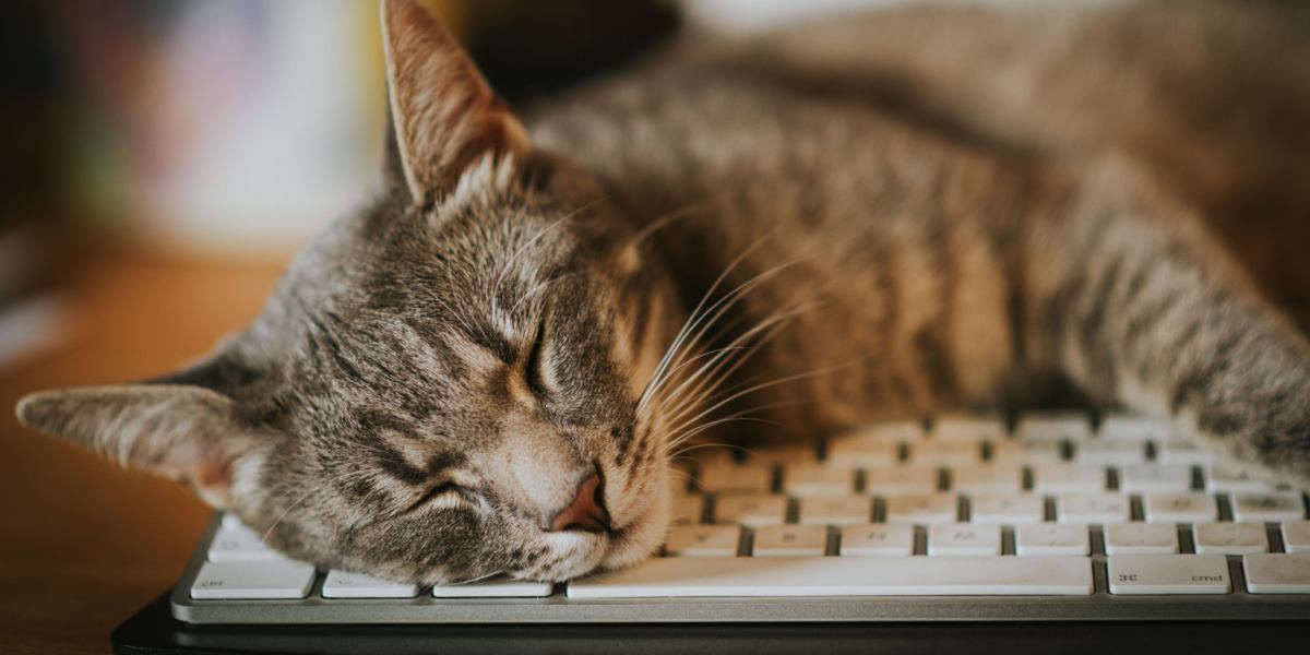 Scène amusante mettant en scène un chat espiègle niché parmi des claviers d'ordinateur.