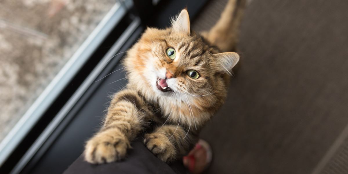 L'image capture un chat confortablement installé entre les jambes d'une personne, mettant en valeur un moment chaleureux et intime de compagnie féline-humaine.