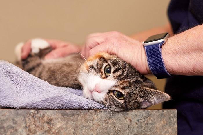 Vétérinaire examinant un chat