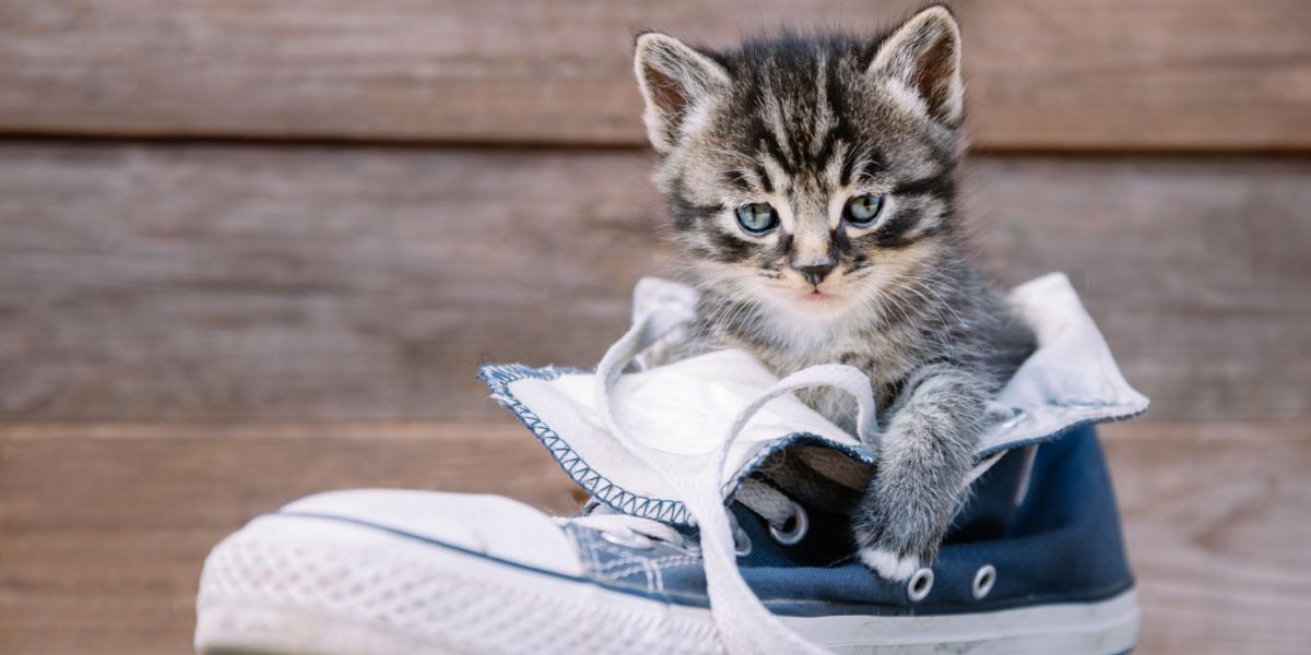 Image amusante d'un chat explorant curieusement une paire de chaussures.