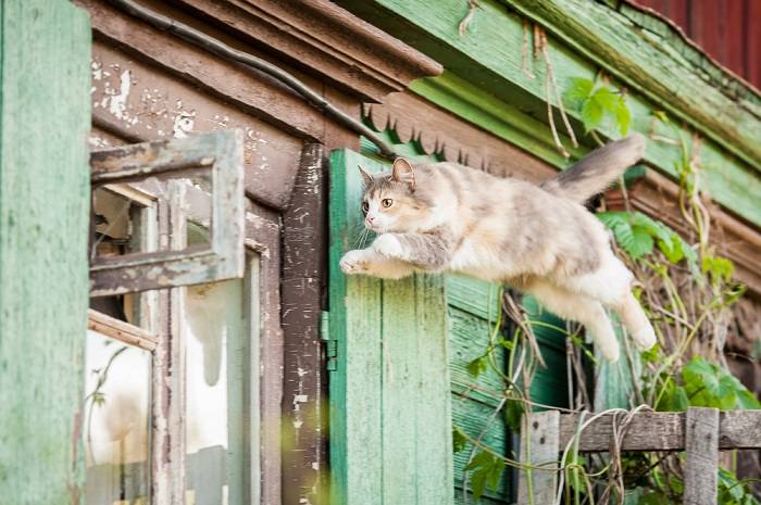 Chat en plein saut