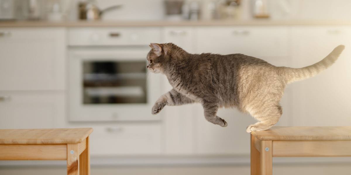 Chat sautant dans les airs