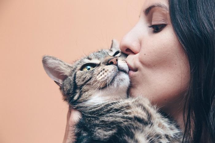 Une image adorable capturant un moment réconfortant de deux chats engagés dans une interaction douce et affectueuse.