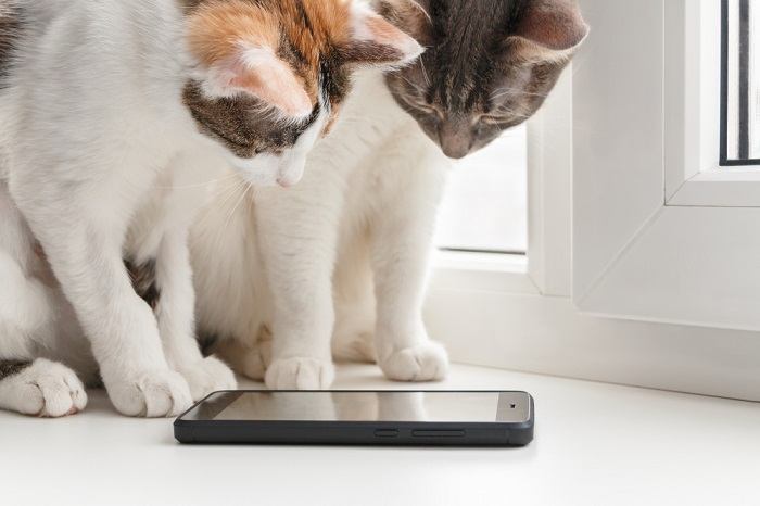 deux chats regardant la caméra du téléphone portable